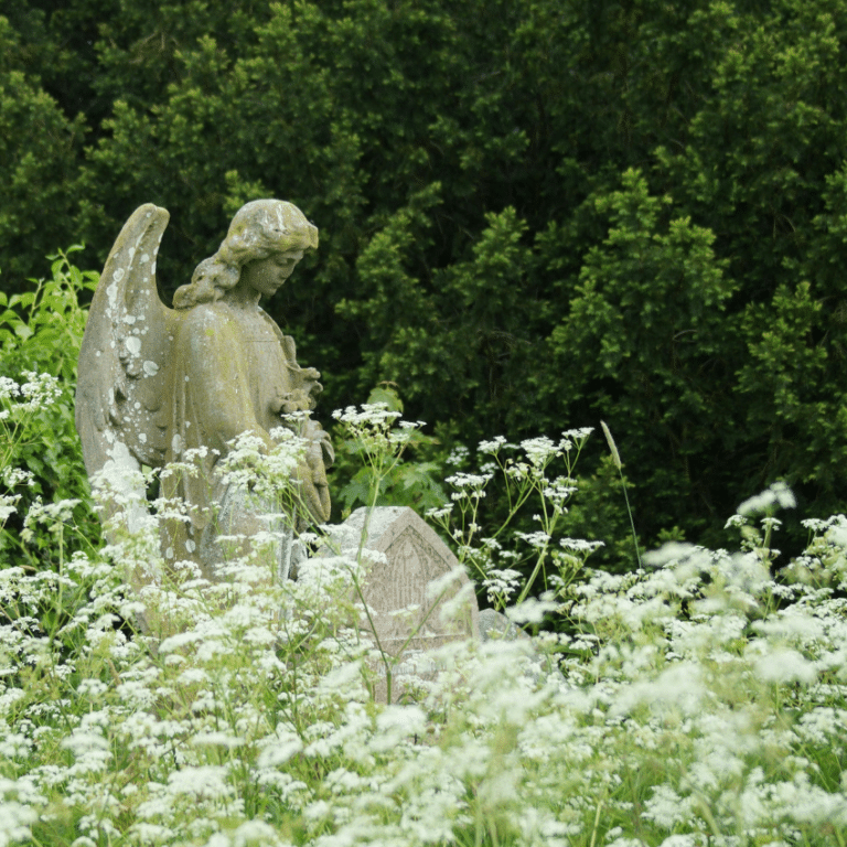 A statue of a concrete angel amongst a field of white flowers.