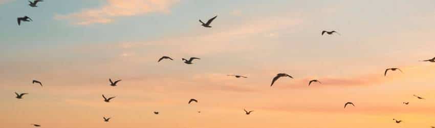 Birds