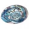 Abalone Shell