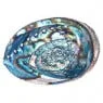 Abalone Shell