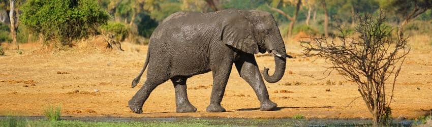 Elephant Dream Meaning