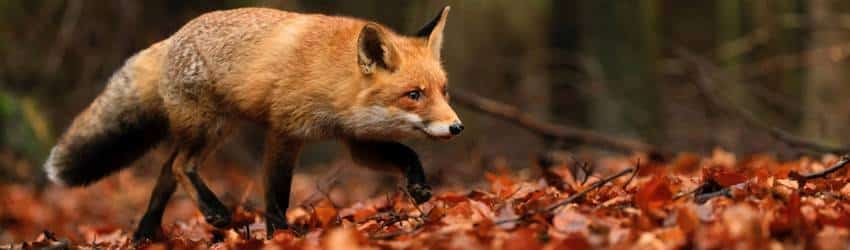 Fox