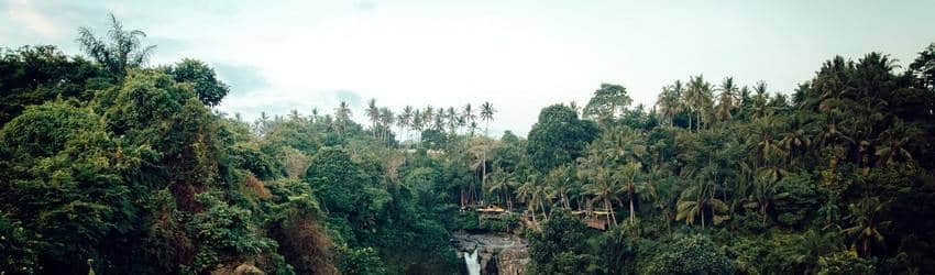 Jungle