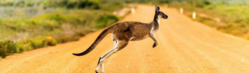 Kangaroo