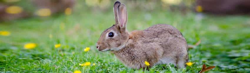 Rabbit