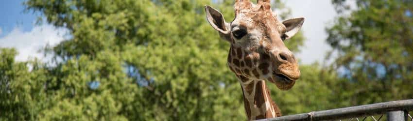Zoo