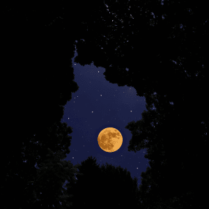 yellow full moon in the night sky peaking through the trees