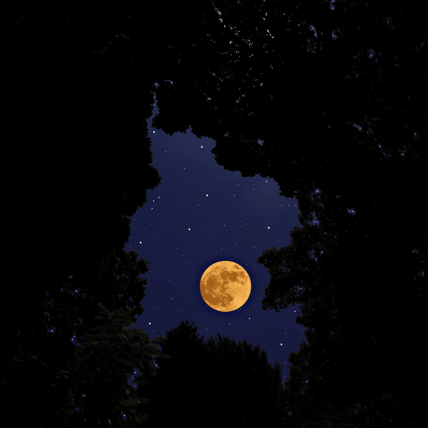 yellow full moon in the night sky peaking through the trees