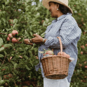 A woman picks apples and puts them in a basket.